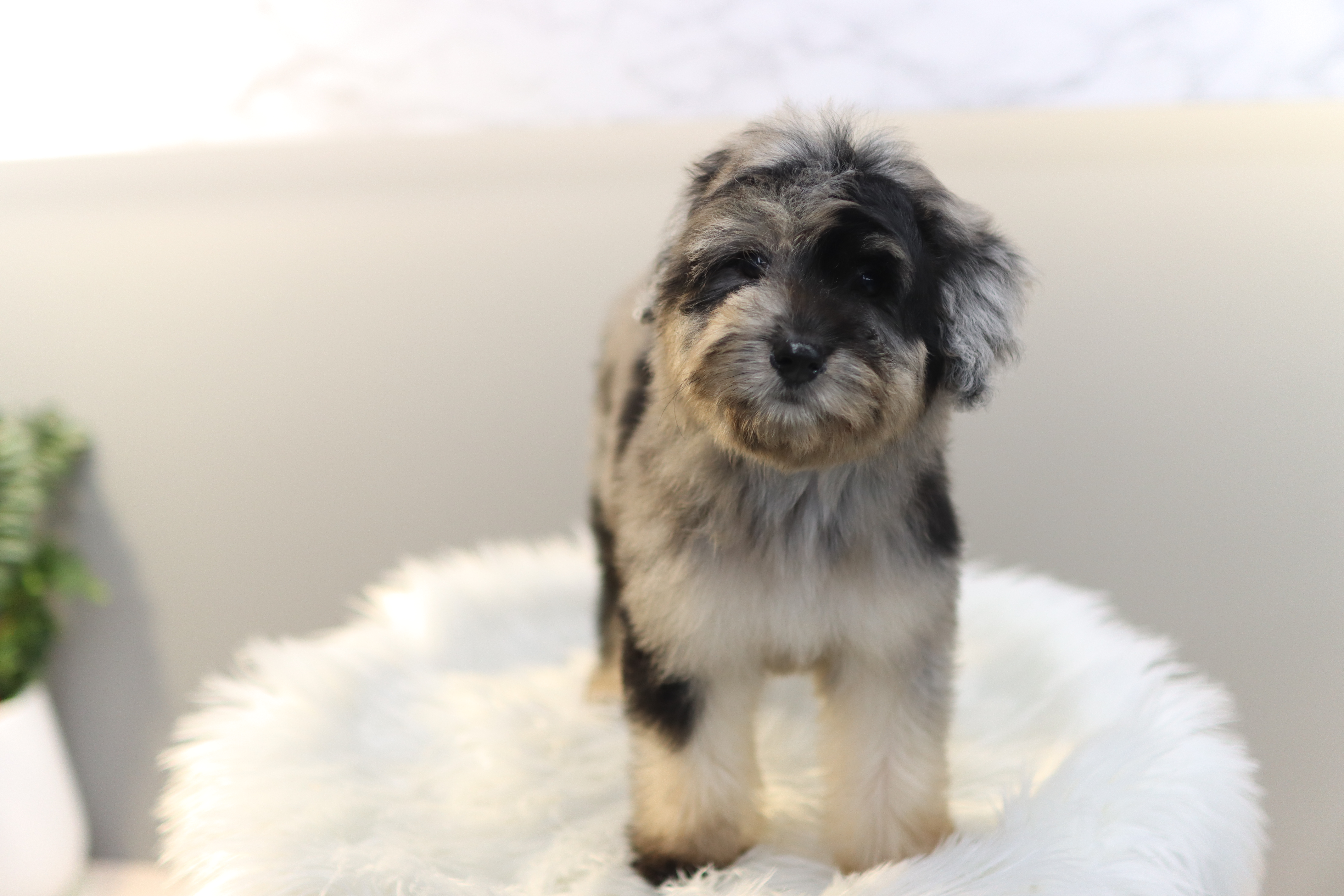 잠실오시두들디자인독 (9)