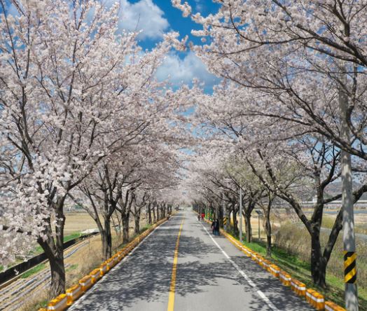 평창 벚꽃