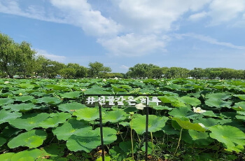 부여서동연꽃축제_1