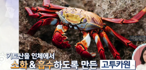 고투카원 효능