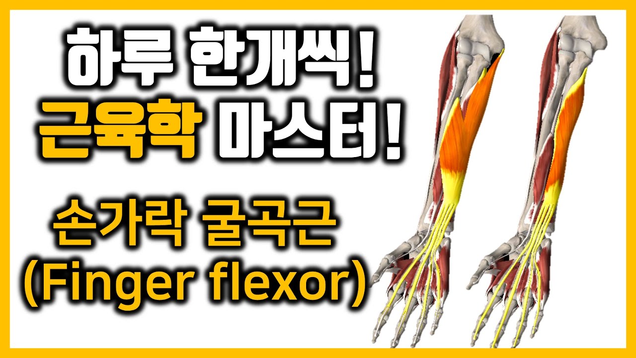 손가락 신전근 굴곡근 근육 불균형 설명