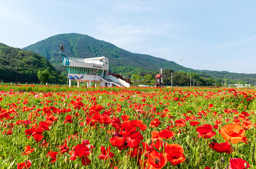 하동 북천 꽃양귀비축제4
