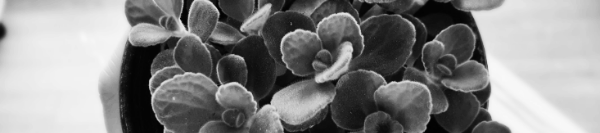 장미허브 물주기: 과습 주의