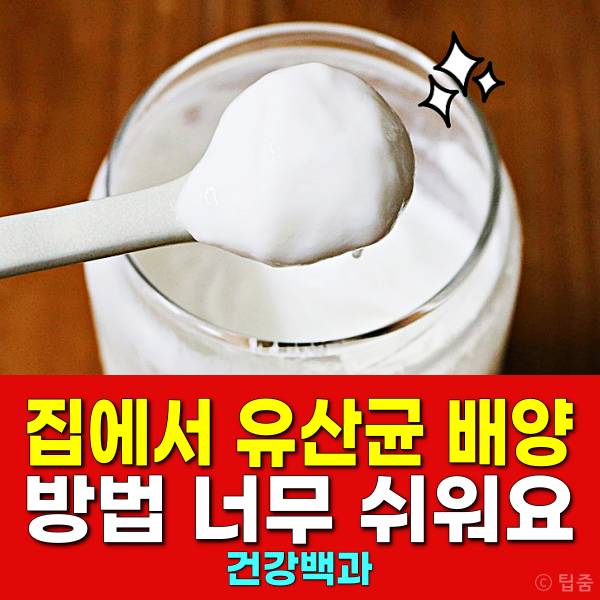 유산균 배양 온도 요거트생균 우유유산균배양