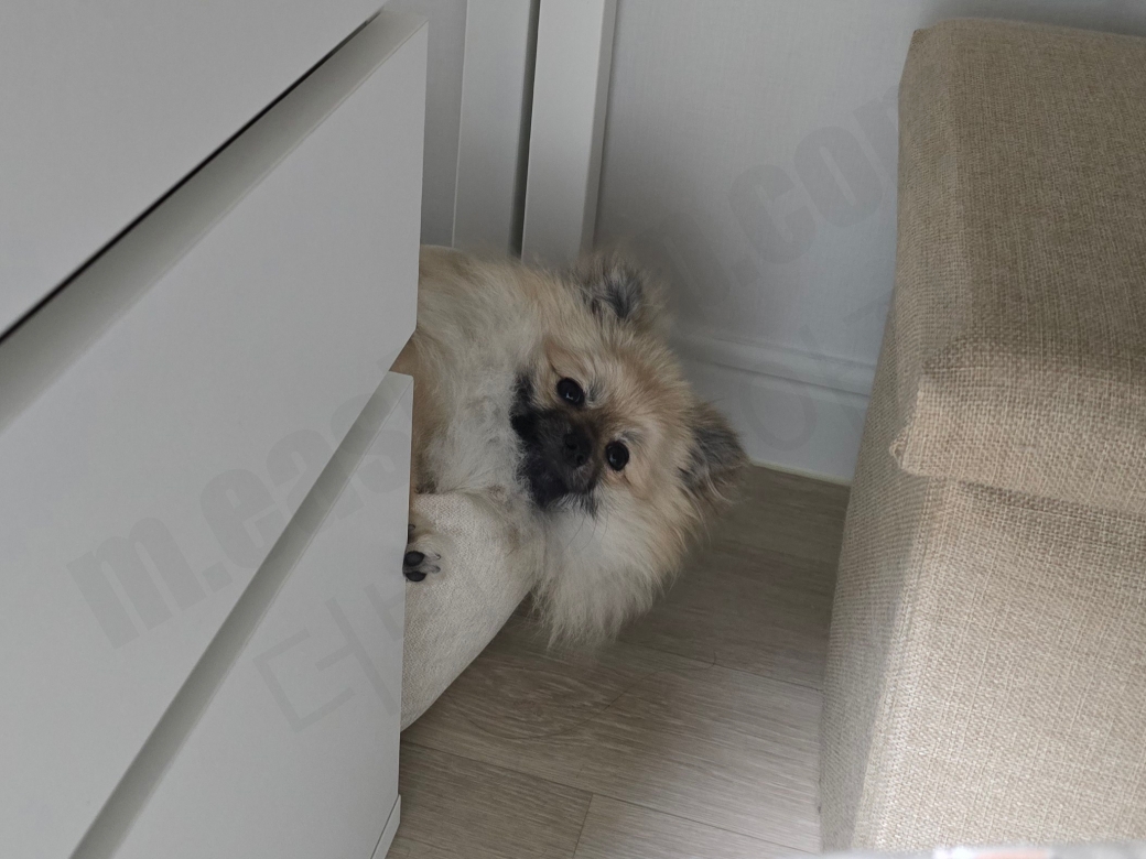 자다가 깨서 고개를 든 강아지 모습