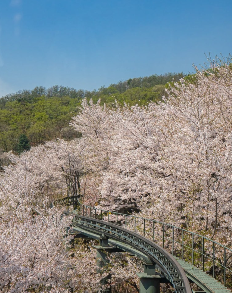 2025 화담숲 벚꽃 개화 시기 실시간 현황