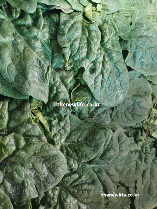 칼륨이 가득하여 고혈압 환자에게 권장되는 고혈압에 좋은 음식 채소 시금치 실물 사진