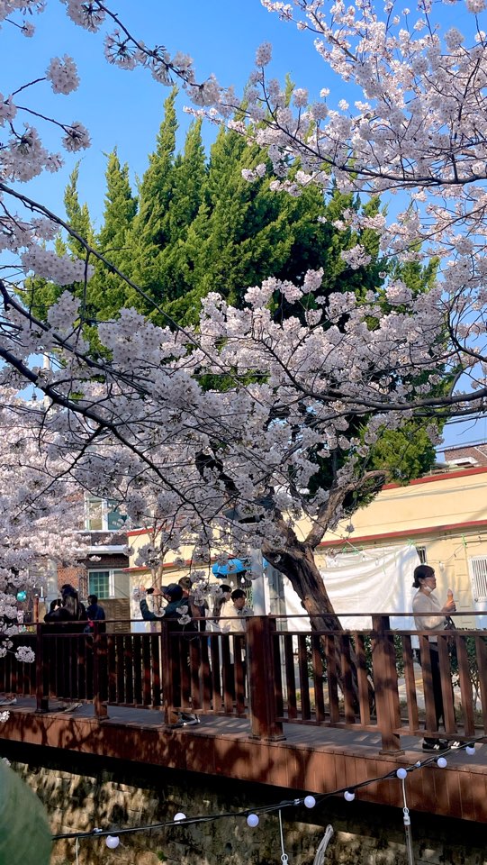 군항제