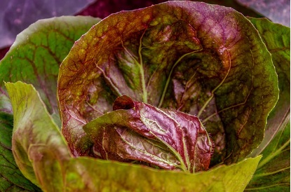 대형마트 절임배추 예약판매 가격비교 이마트 홈플 롯데 농협