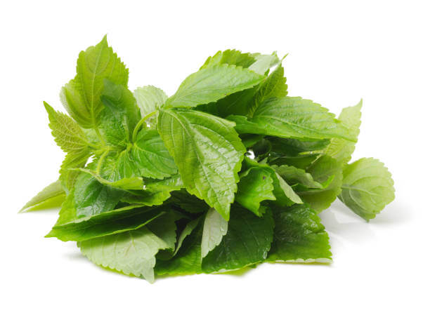 깻잎 효능 12가지와 부작용 및 하루 권장량 보관법 고르는 법