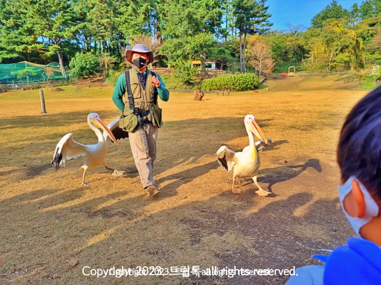 사육사 양 옆에 펠리컨이 함께 걸어간다