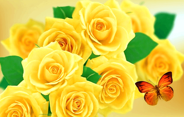 노란 장미들이 활짝 피어있다. 갈색 나비 한 마리가 꽃 주변을 난다.