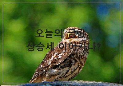 오늘의금값