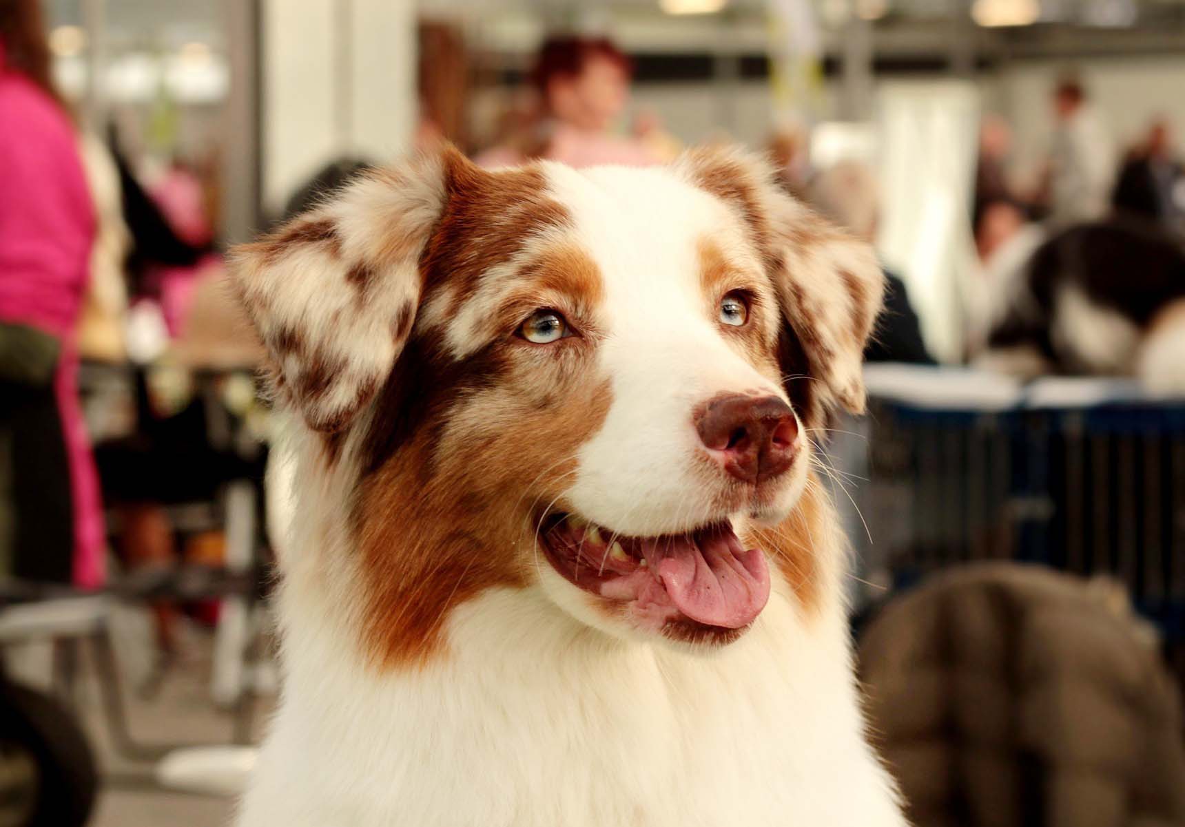 도그쇼 준비중인 강아지