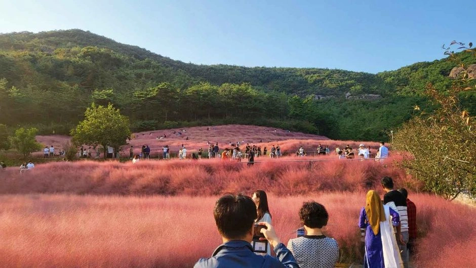 고창 핑크뮬리 축제