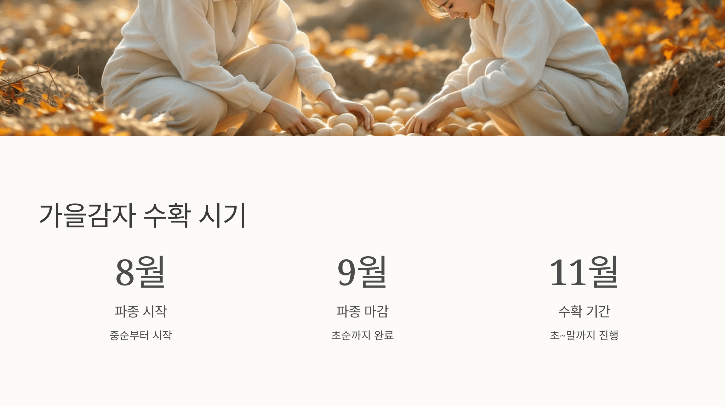 감자 사진입니다.