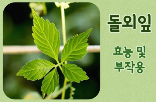 다이어트에 좋은 성분 돌외잎 효능6가지 및 부작용