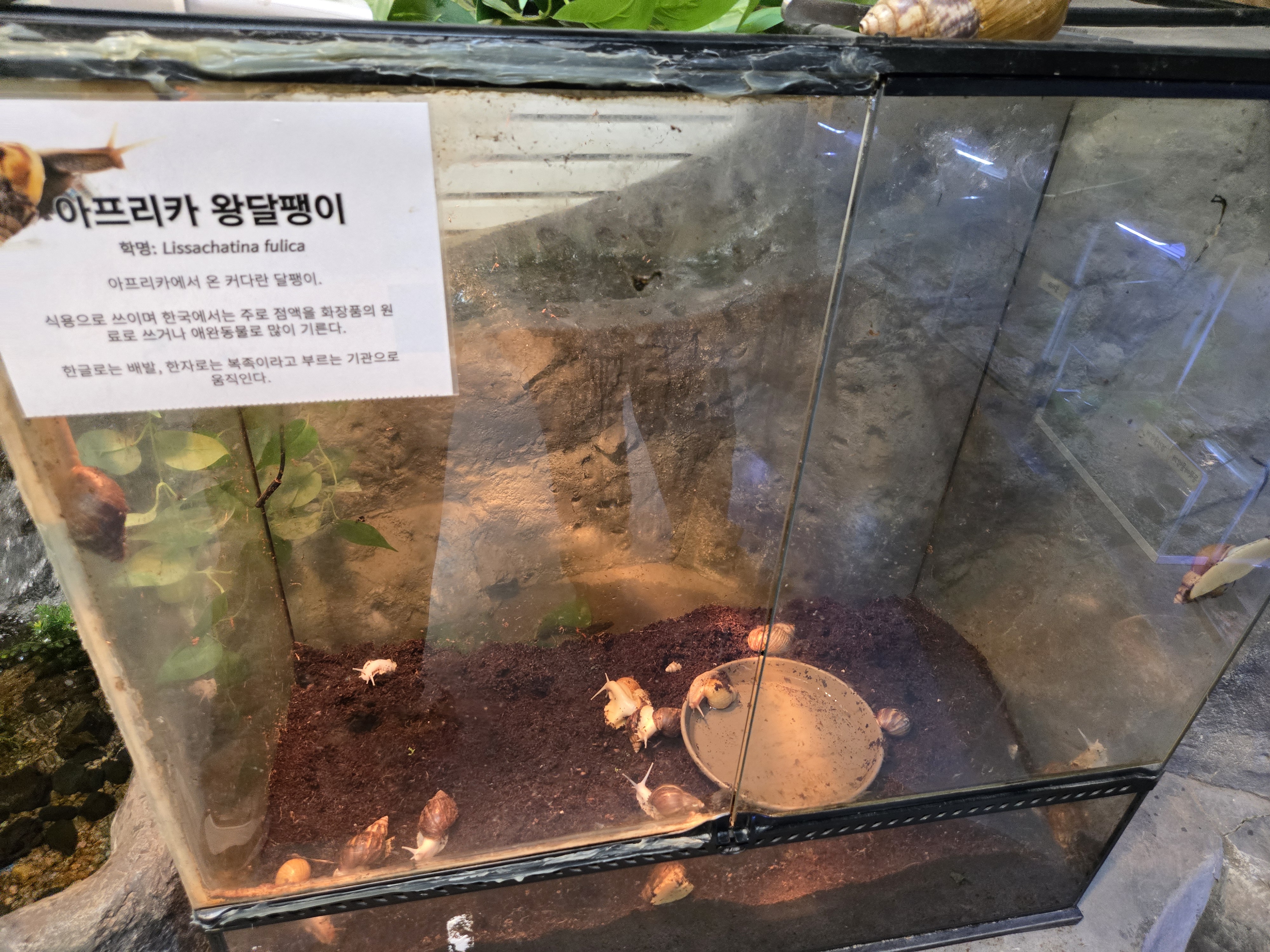 광주벅스랜드 달팽이