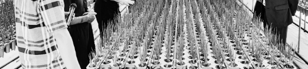 쪽파 수확시기: 파종 뒤 40~60일 이내