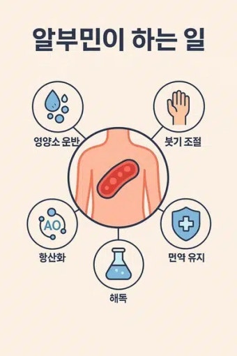 알부민의 효능