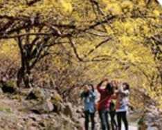 구례 산수유축제