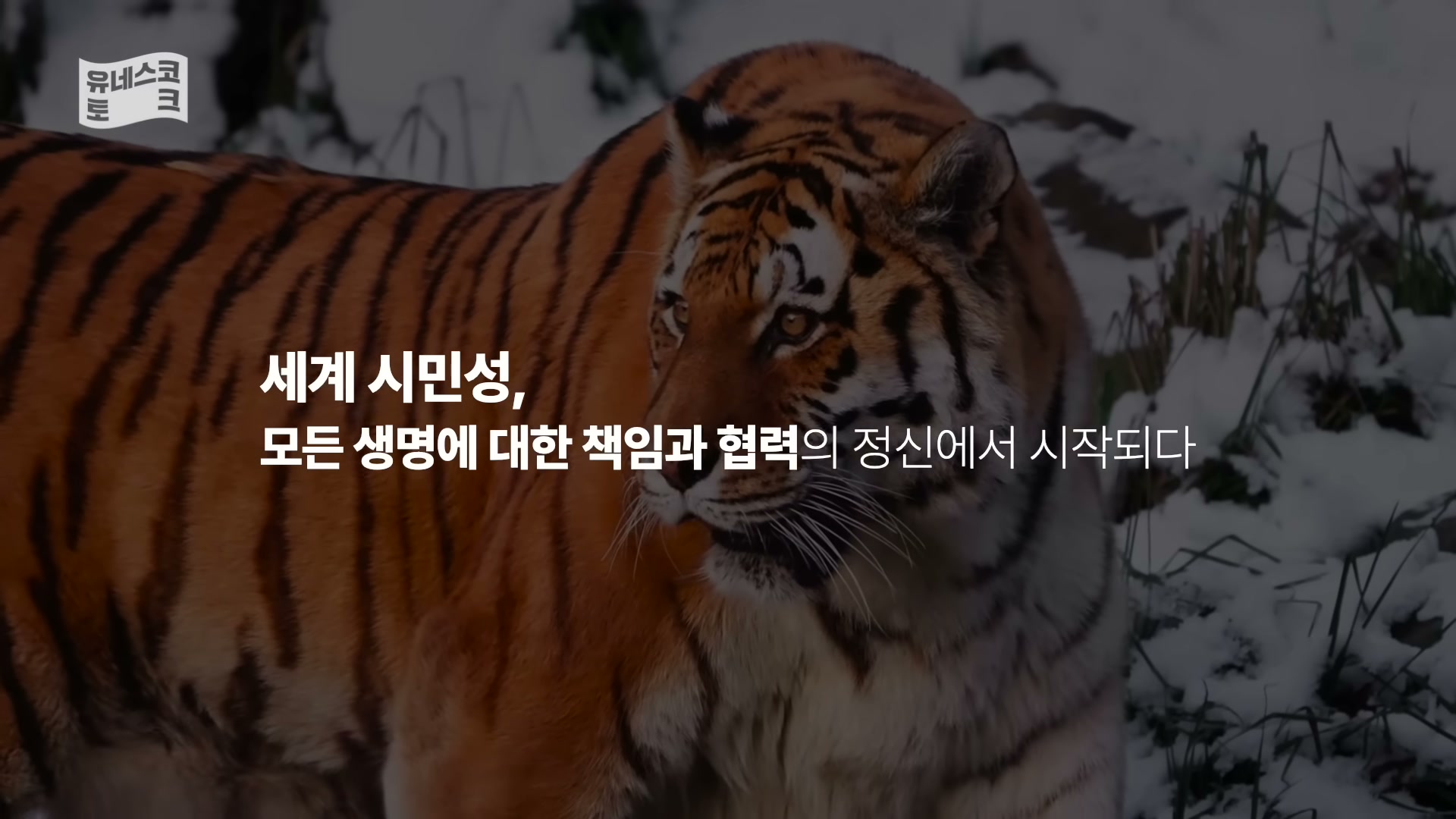 세바시 1996회 김주혜 강연 &mdash; 한국 호랑이 표범 보전 무대 컷