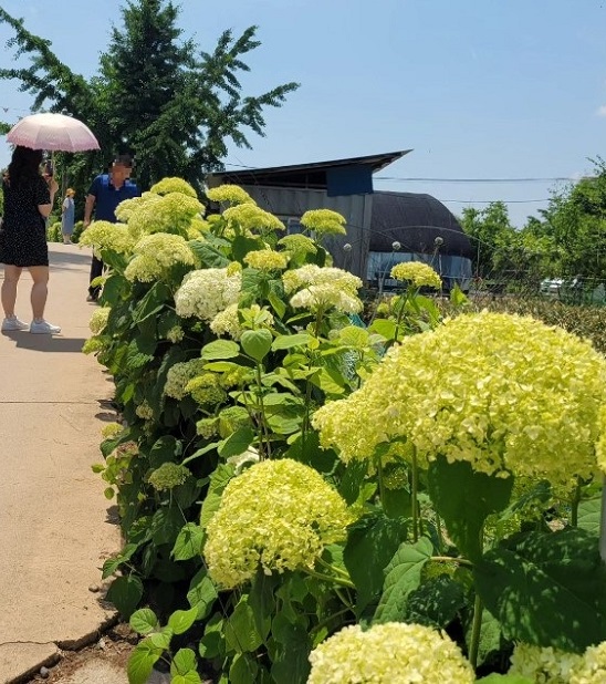 공주 수국 축제