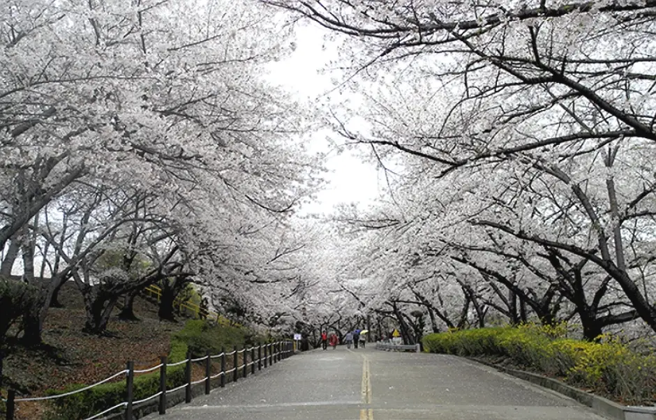 SK석유화학 벚꽃동산2