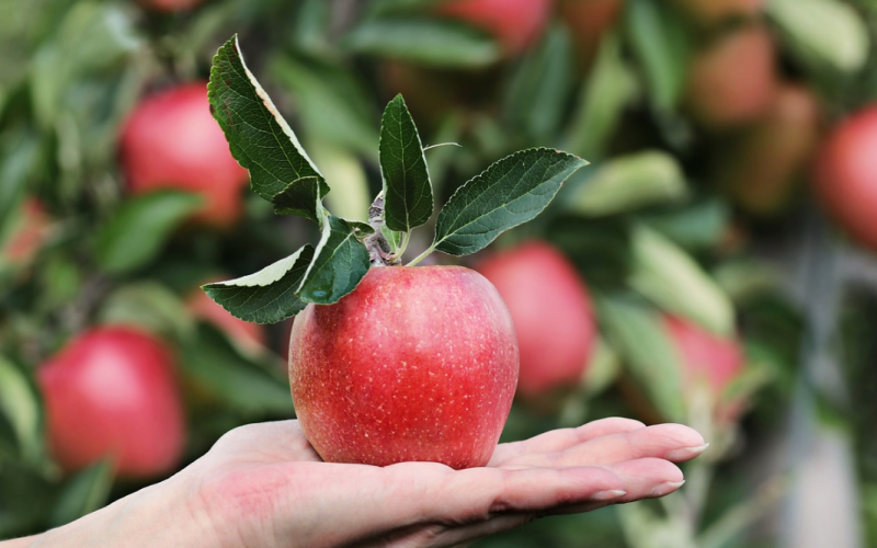 체내 체지방이 쌓이지 않는 음식