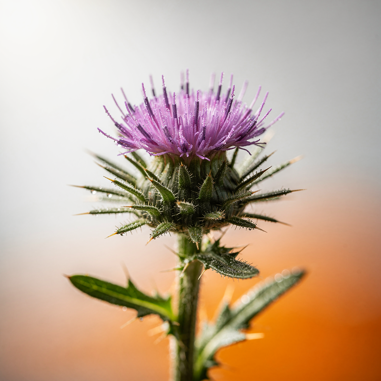 마가보감-프리미엄-가격-효능-성분-부작용-내돈내산