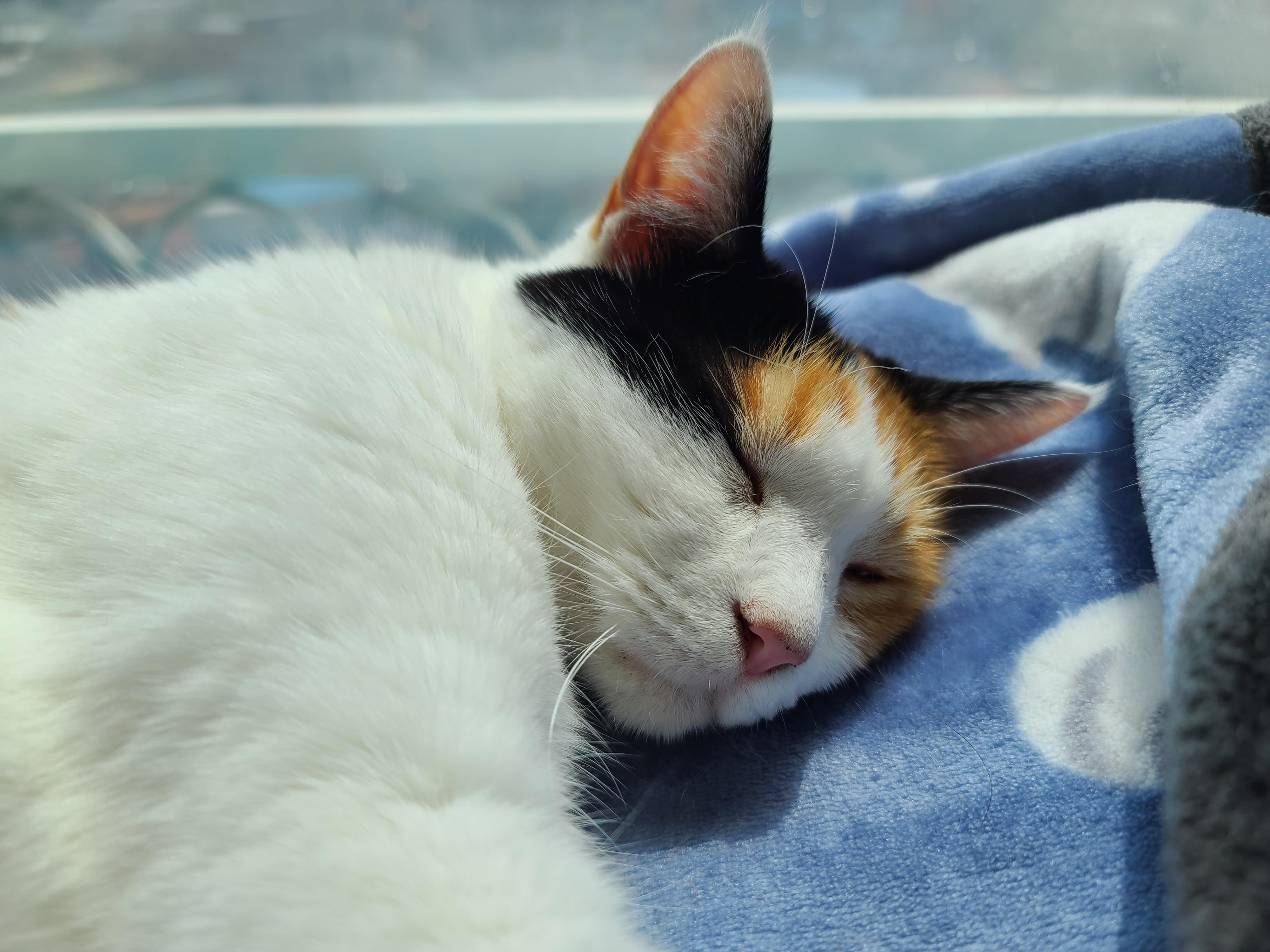 태풍예보로 떠들썩했던 일요일.. 햇빛 받으며 낮잠 즐기는 냥냥이들.