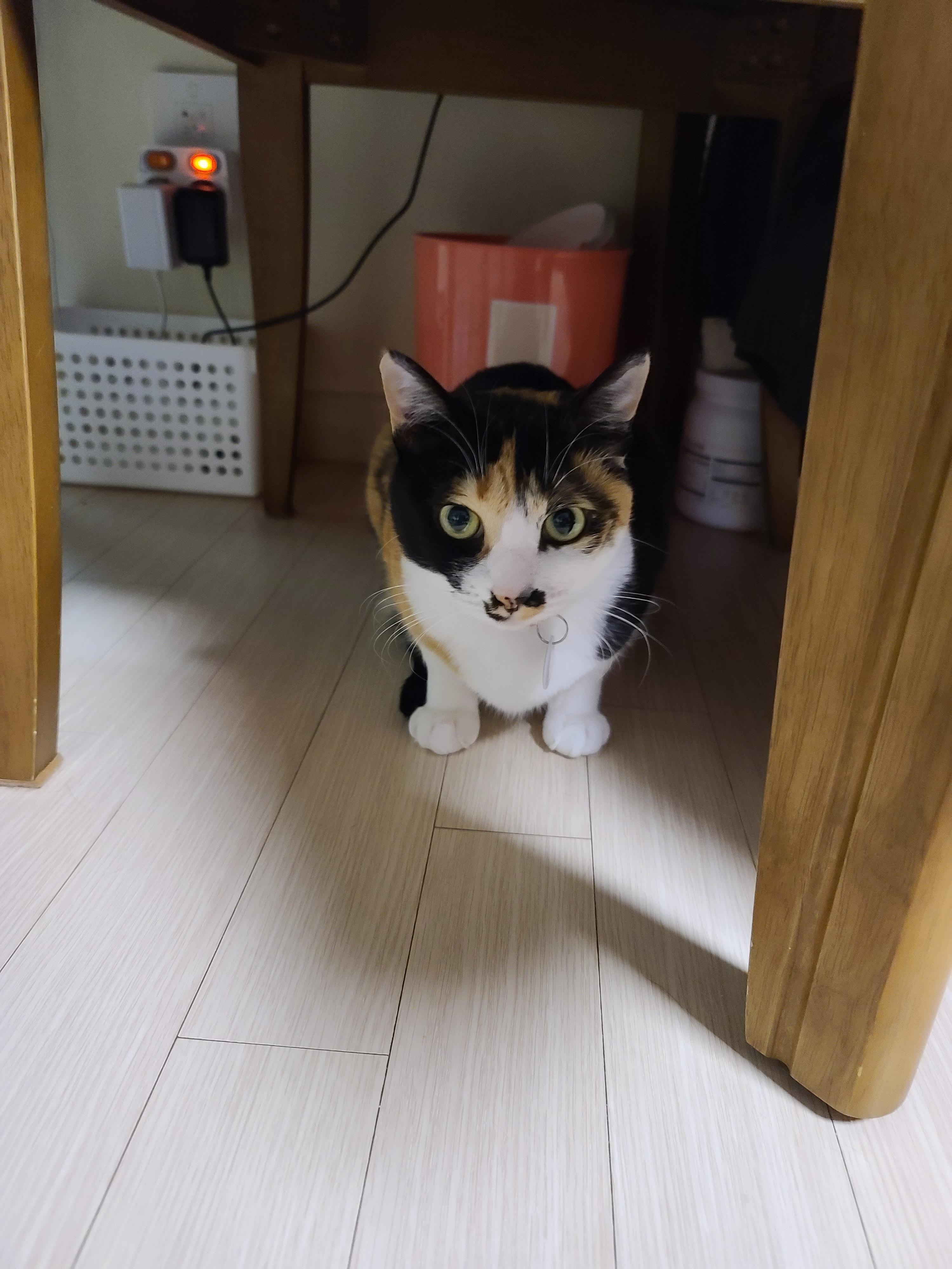 사람말 알아듣는 고양이. 사료를 먹지않는 고양이.