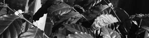 커피나무 물주기