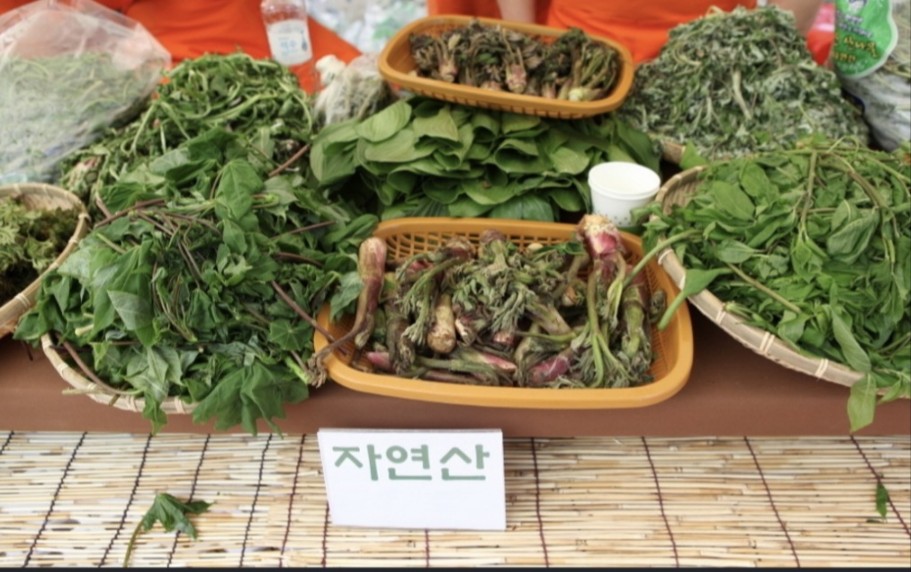 용문산에서 채취한 자연산 산나물