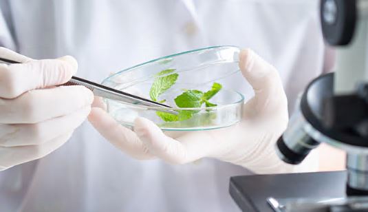 소우코우-다이어트-성분-원료