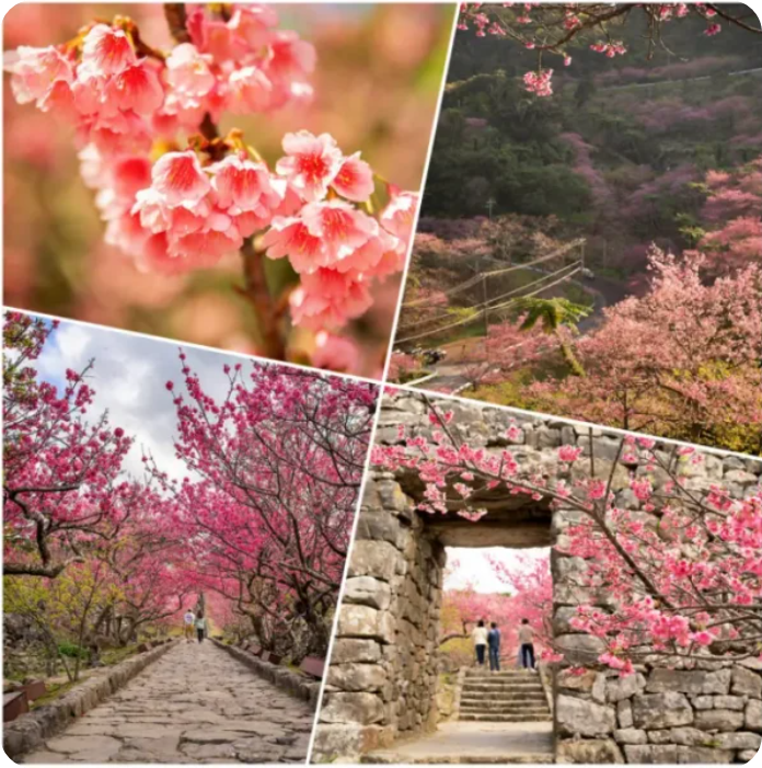 벛꽃 축제 사진