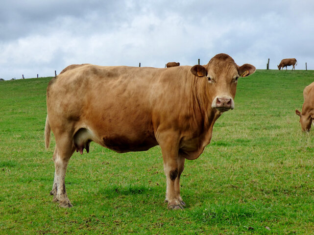 2025년 을사년 소띠 신년 운세