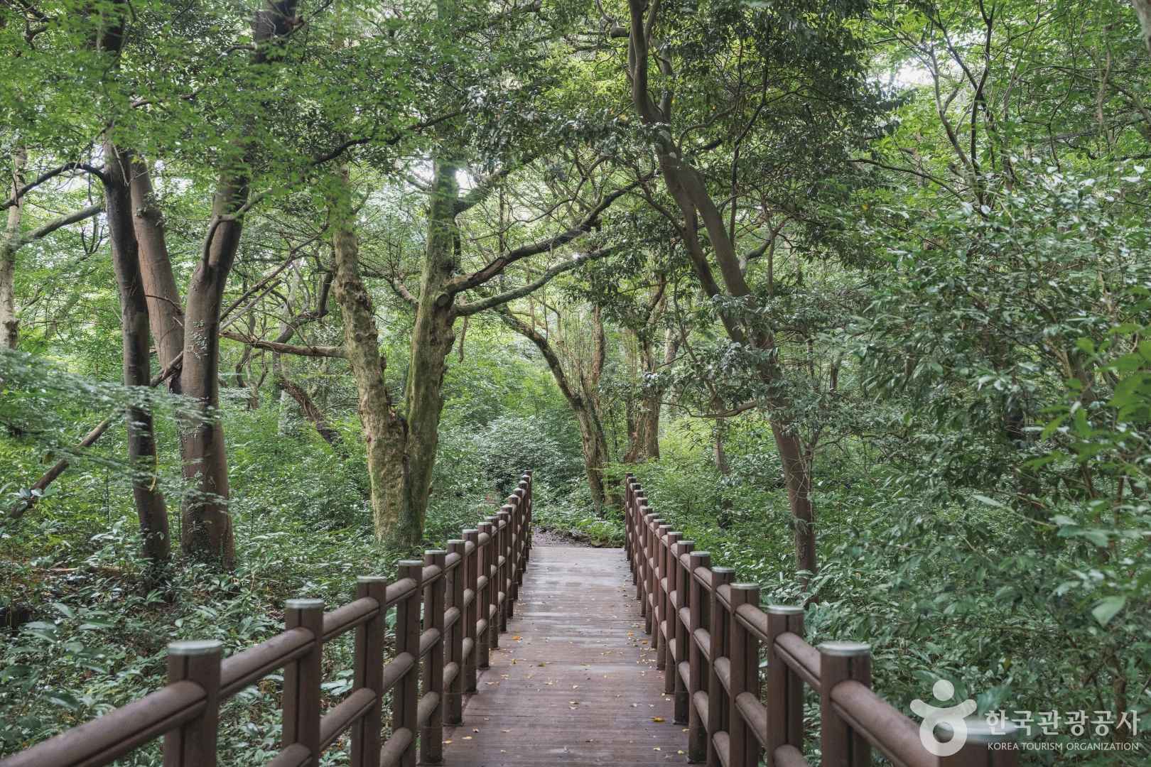 제주 비자림 자연휴양림