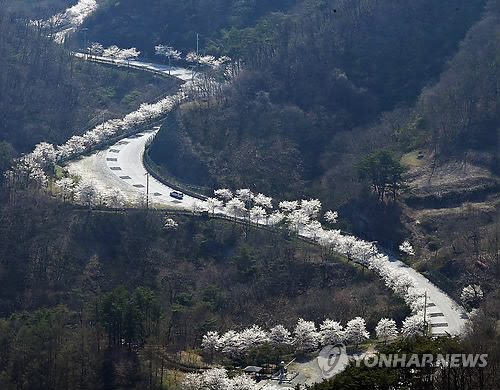 임실-옥정호-10km-벚꽃길-산책길-위치-주차-주변-명소