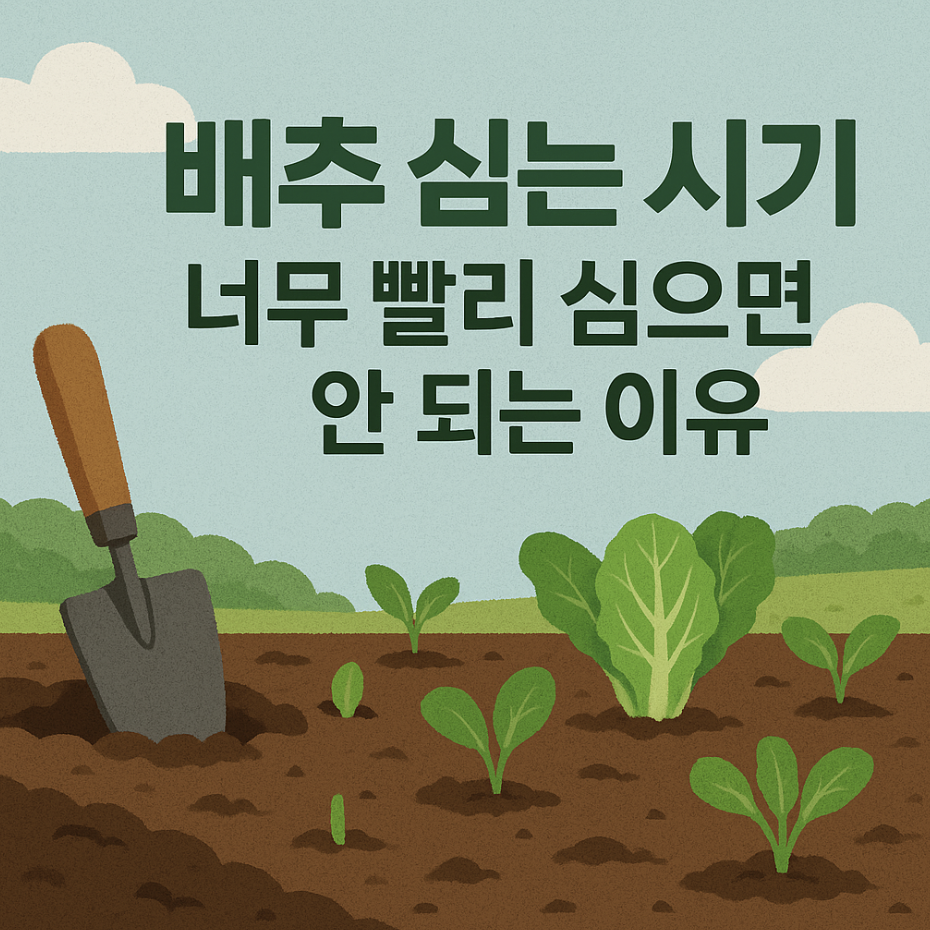 배추심는시기, 너무 빨리 심으면 안 되는 이유
