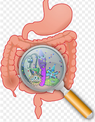 유산균 효능 10가지