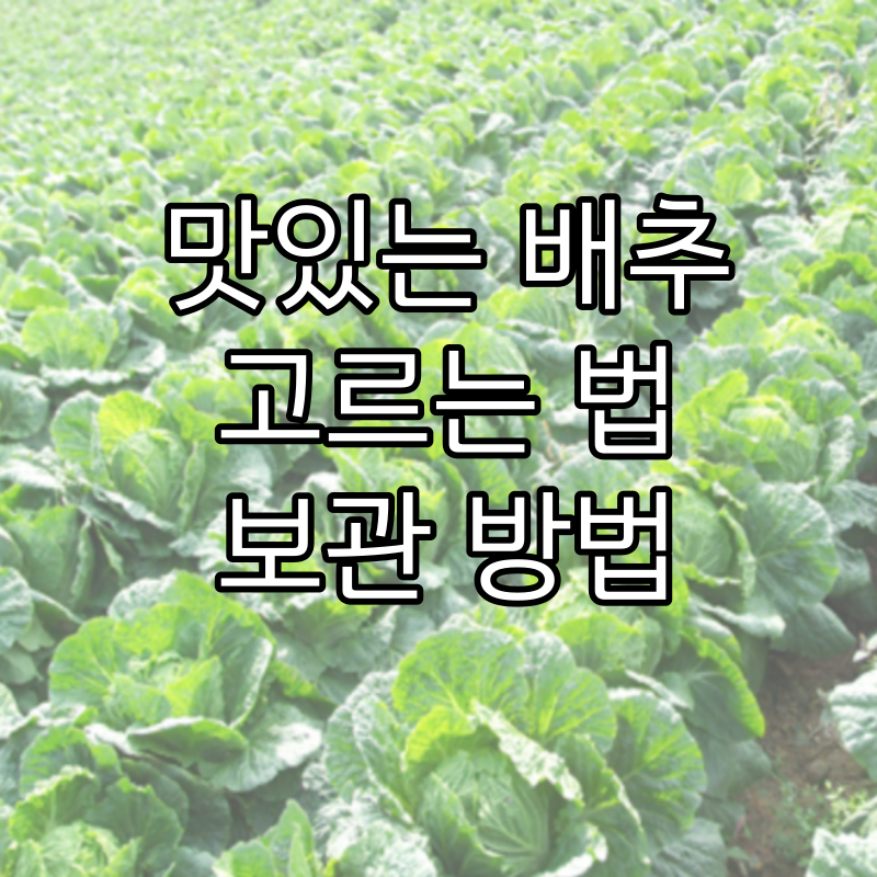 배추고르는법