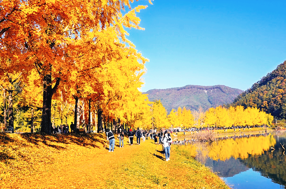 괴산 문광저수지 은행나무길