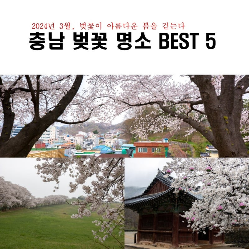 충청도 벚꽃 개화시기와 명소