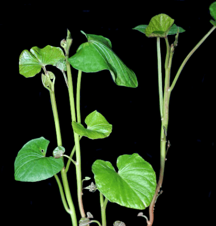 고구마 줄기 잎 껍질 효능 궁합 잘 맞는 음식