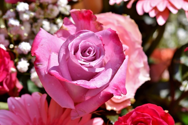 곡성 장미축제23