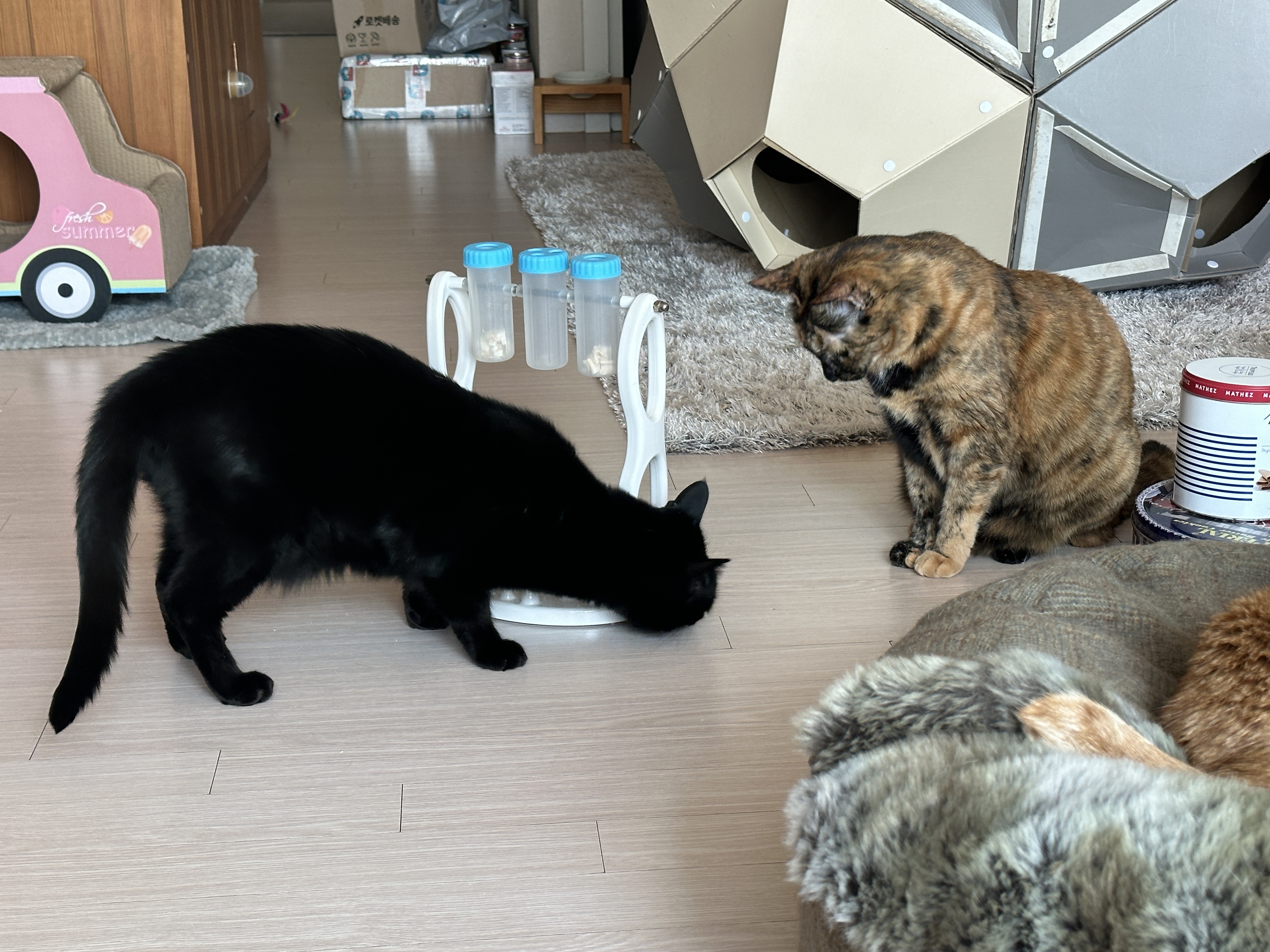 우리집 똑똑한 고양이 건이와 먹보 사랑이 (feat. 똑똑한 고양이를 둔 다묘집사의 고민)