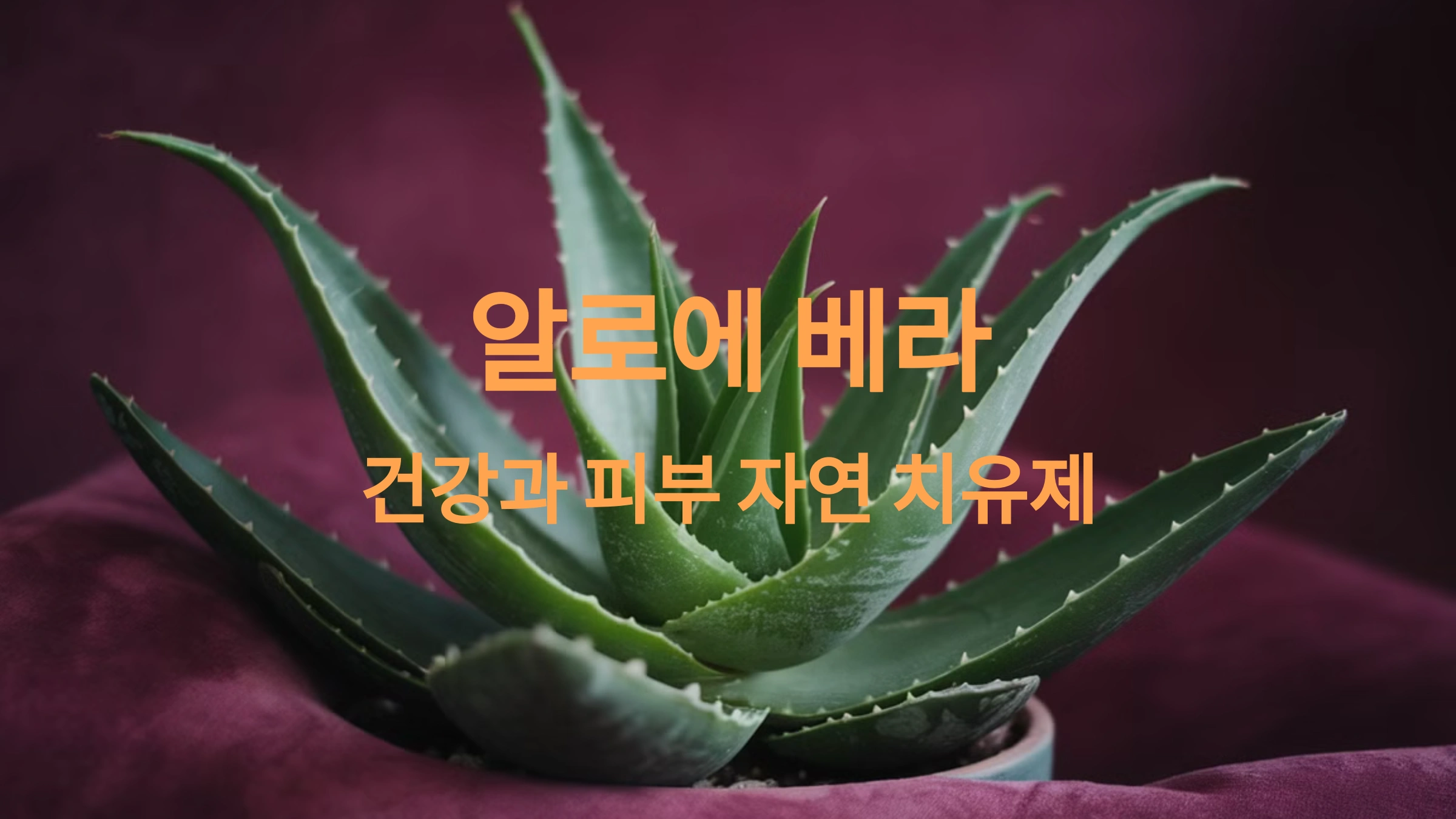 알로에 베라: 건강과 피부 관리의 자연 치유제