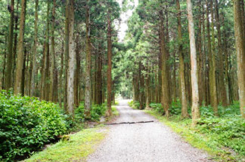 숲나들이E 예약