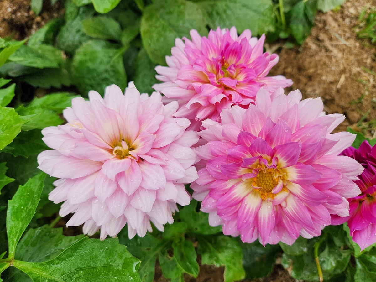 다알리아 Dahlia